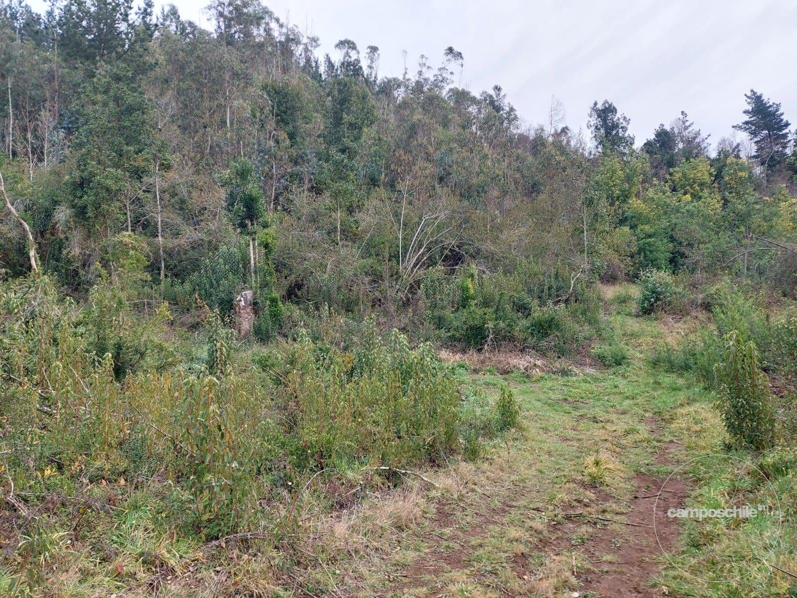 Parcela en venta en Pitrufquén — foto 6