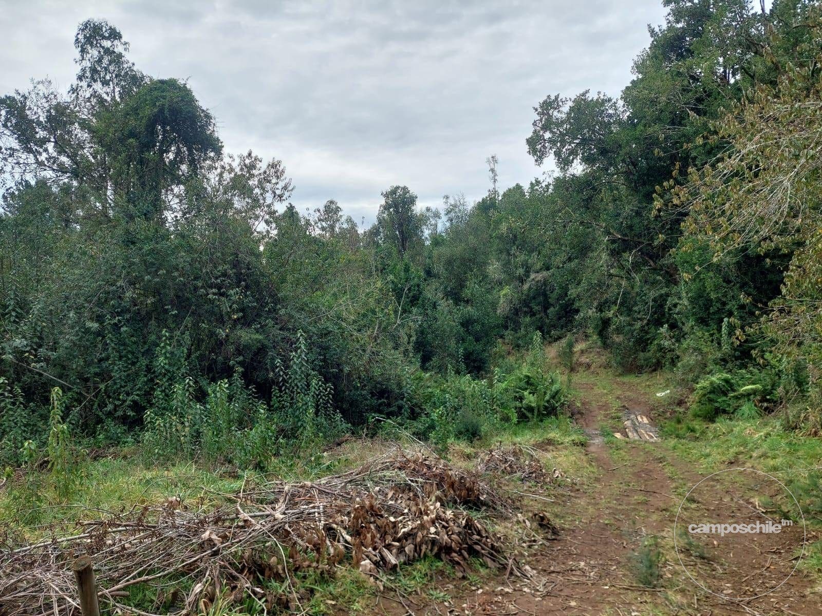 Parcela en venta en Pitrufquén — foto 8