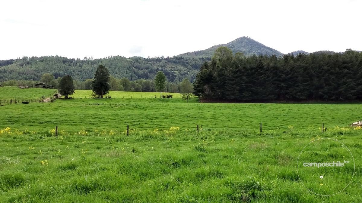 Campo en venta en Panguipulli — foto 8