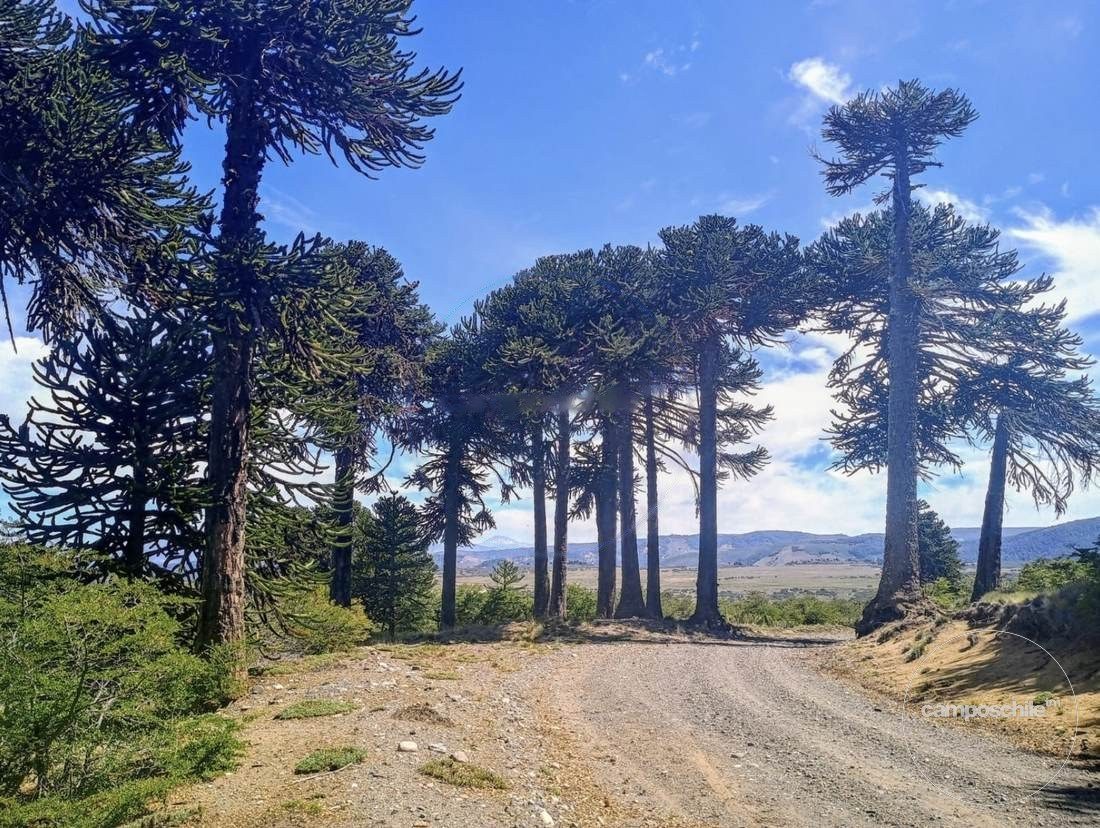 Campo en venta en Lonquimay — foto 2