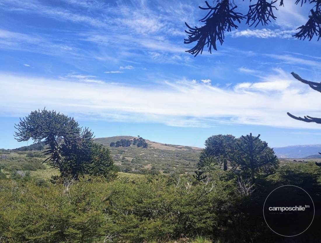 Campo en venta en Lonquimay — foto 3