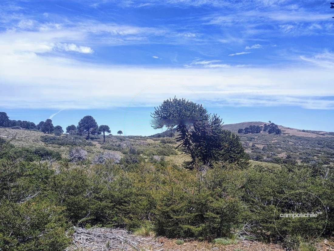 Campo en venta en Lonquimay — foto 4