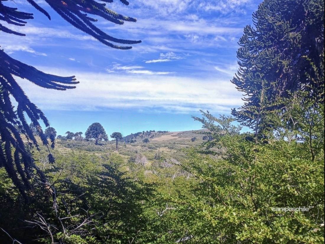 Campo en venta en Lonquimay — foto 5