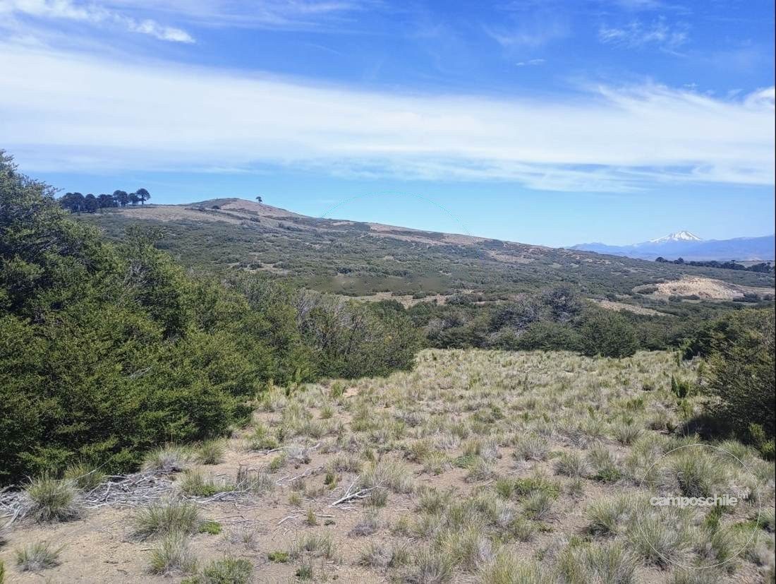 Campo en venta en Lonquimay — foto 6
