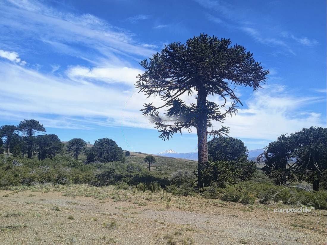 Campo en venta en Lonquimay — foto 10