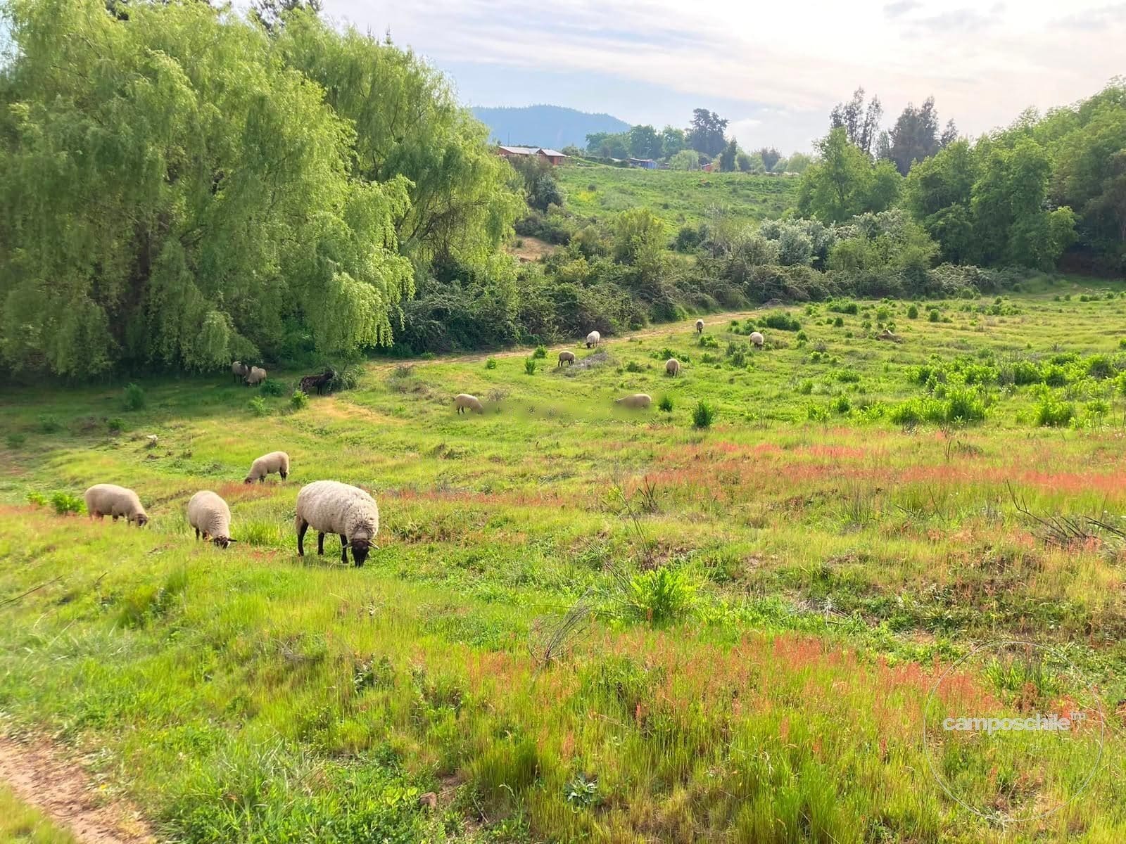 Campo en venta en San Clemente — foto 6
