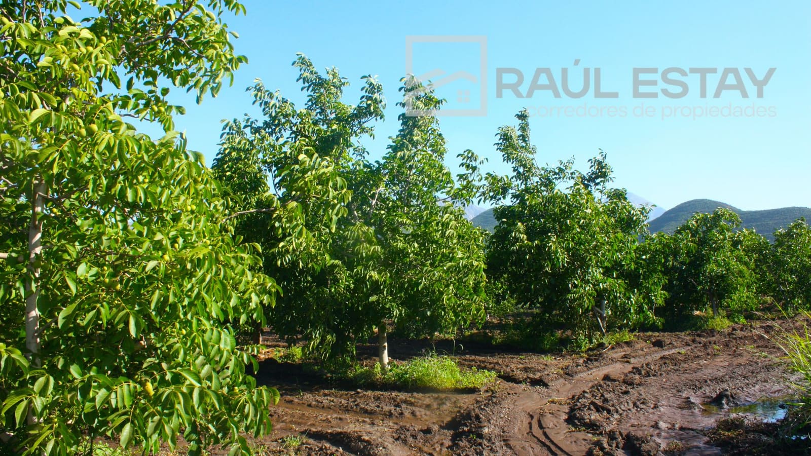 Parcela en venta en Llaillay — foto 5