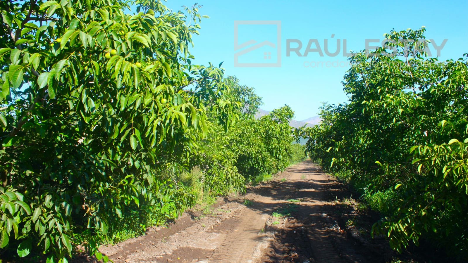 Parcela en venta en Llaillay — foto 6