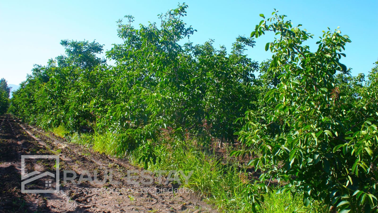 Parcela en venta en Llaillay — foto 10