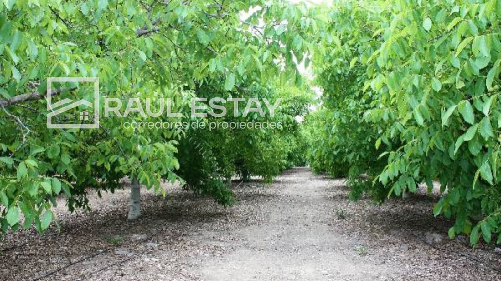 Terreno en venta en Catemu — foto 4