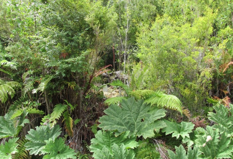 Parcela en venta en Chonchi — foto 4