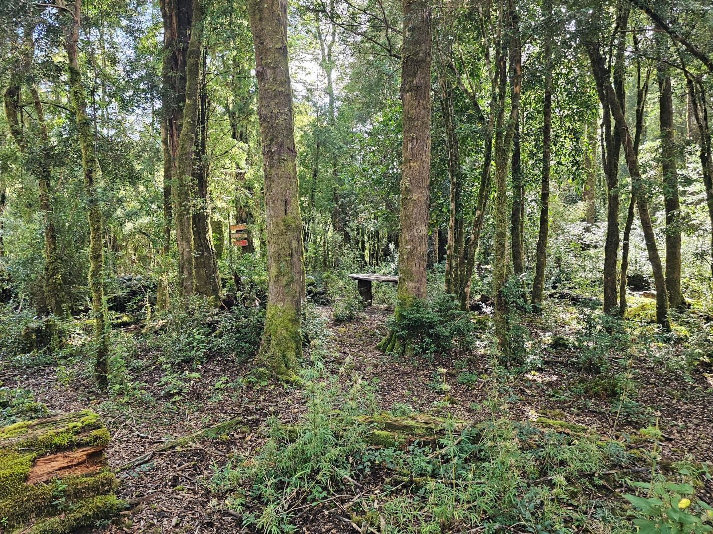 Parcela en venta en Lago Ranco — foto 10