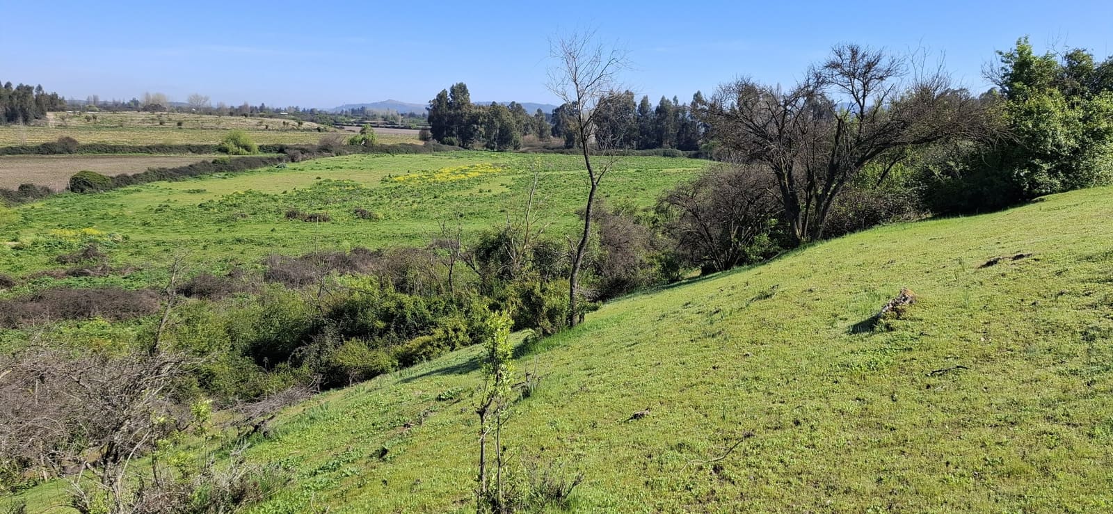 Campo en venta en Las Cabras — foto 1