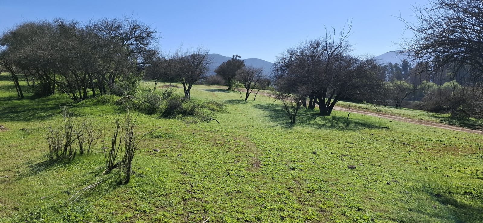 Campo en venta en Las Cabras — foto 2