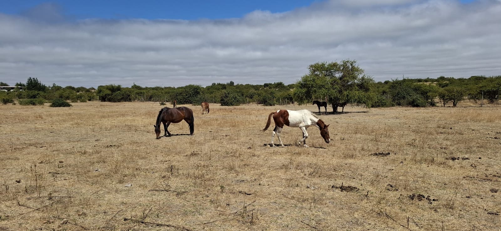 Campo en venta en Las Cabras — foto 1