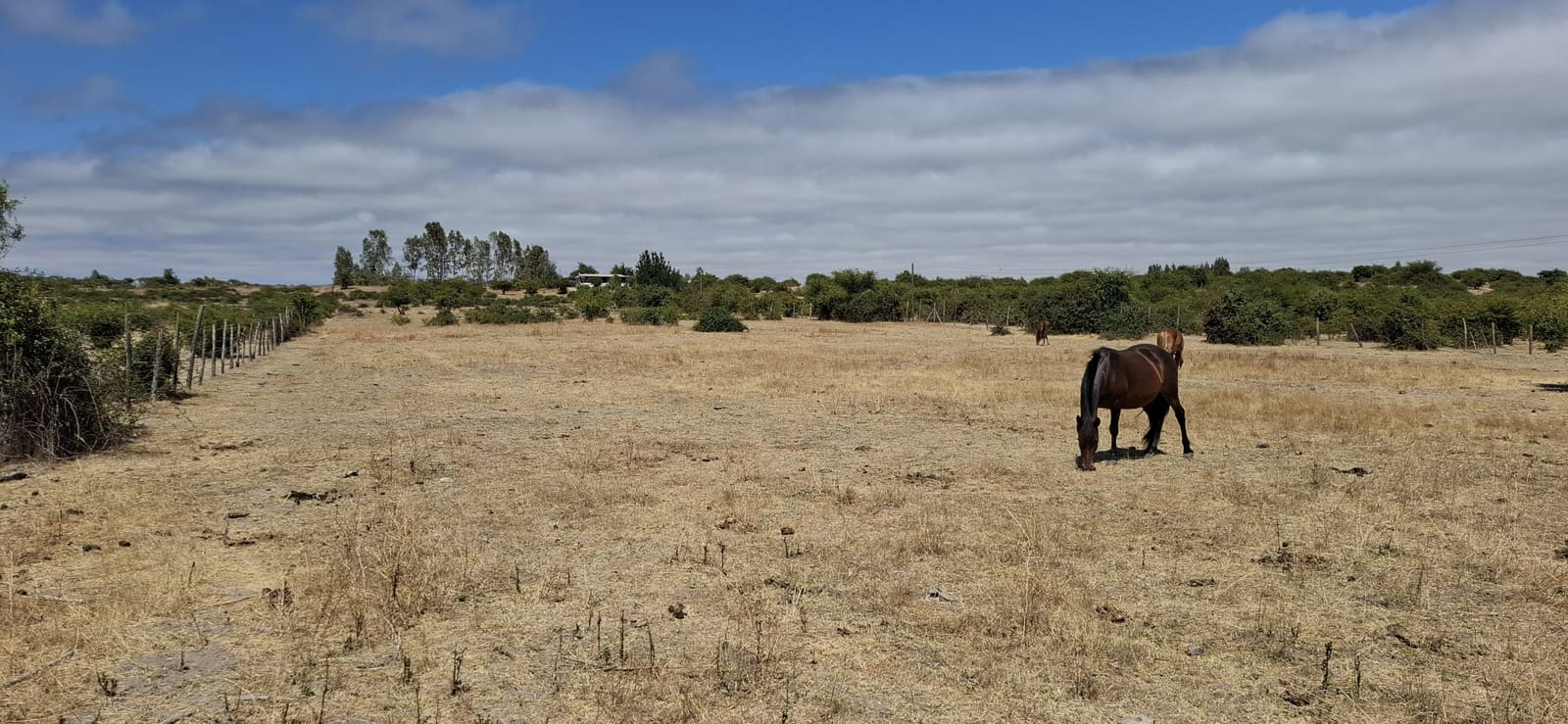 Campo en venta en Las Cabras — foto 2