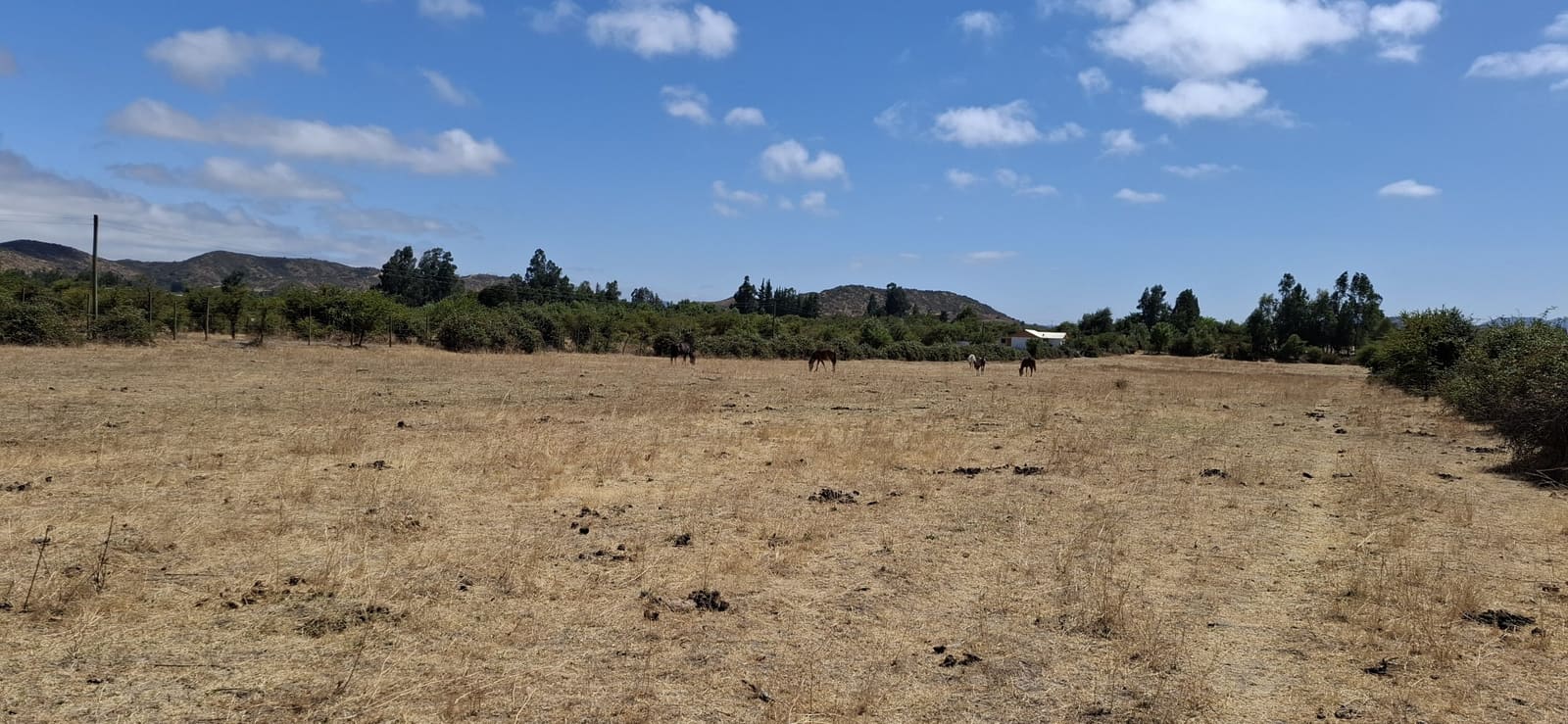 Campo en venta en Las Cabras — foto 4