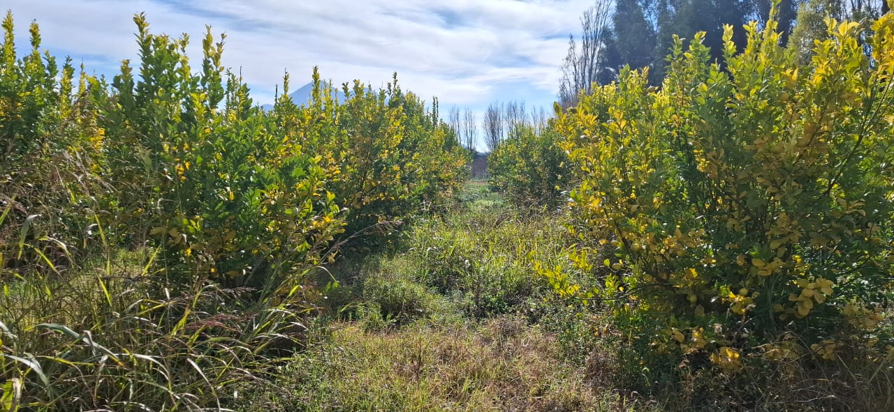 Parcela en venta en San Vicente — foto 8