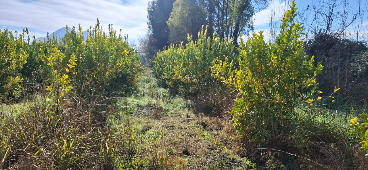Parcela en venta en San Vicente — foto 9