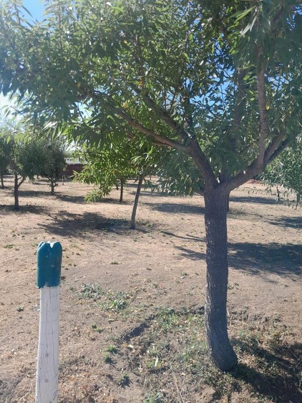 Parcela en venta en San Pedro — foto 4