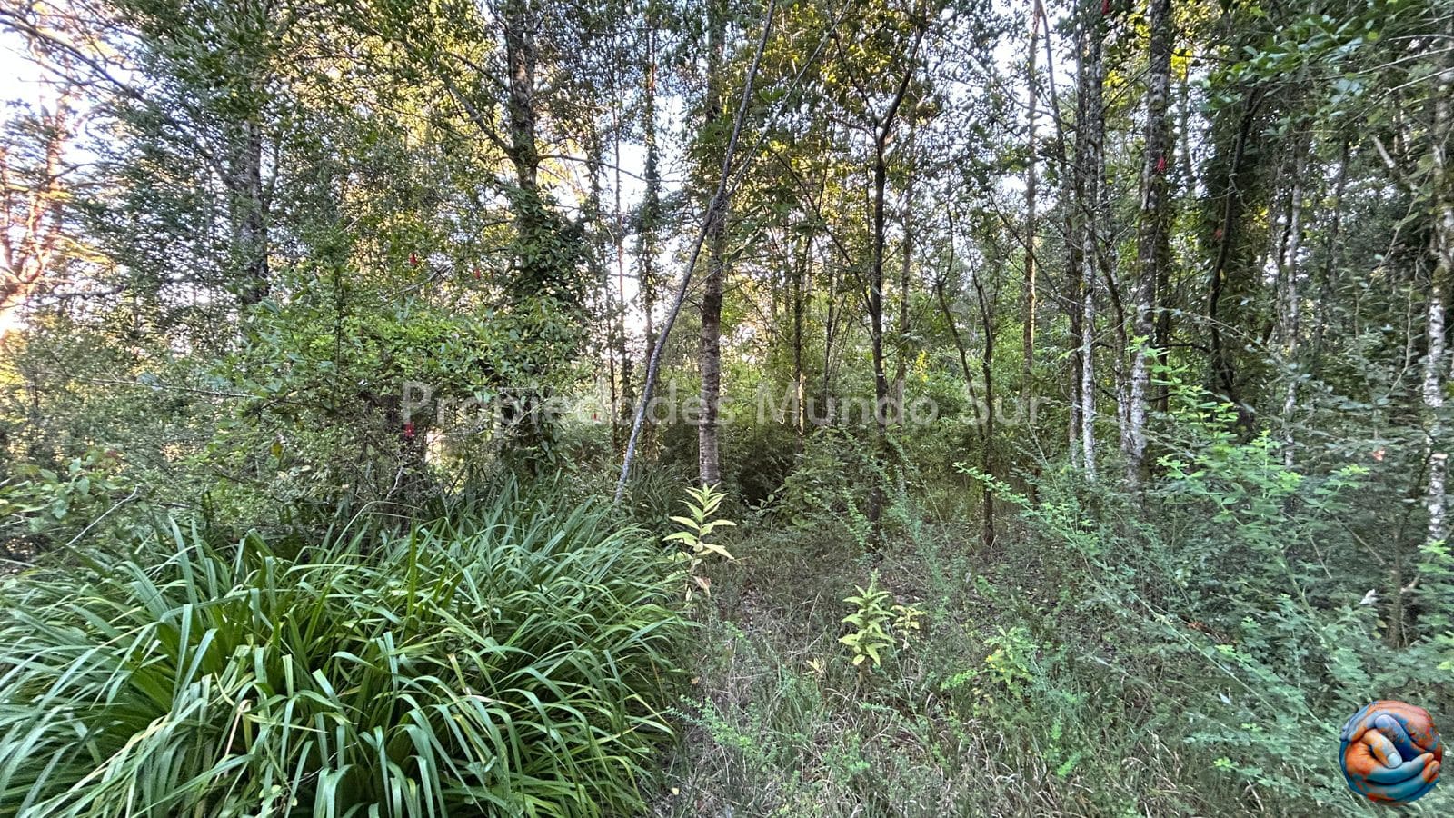 Parcela en venta en Valdivia — foto 3