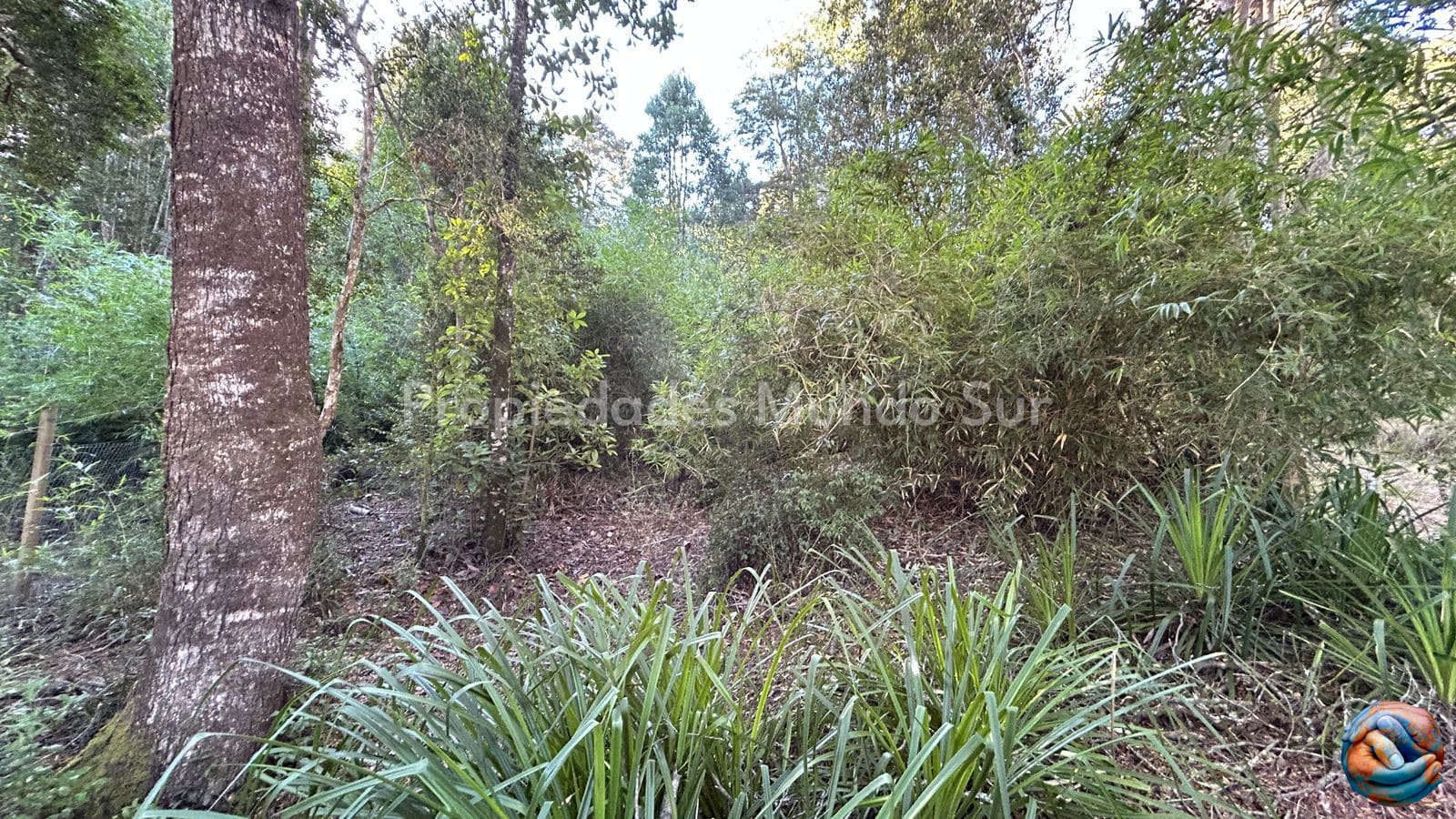 Parcela en venta en Valdivia — foto 4