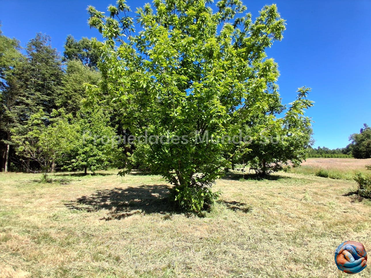 Parcela en venta en Valdivia — foto 9