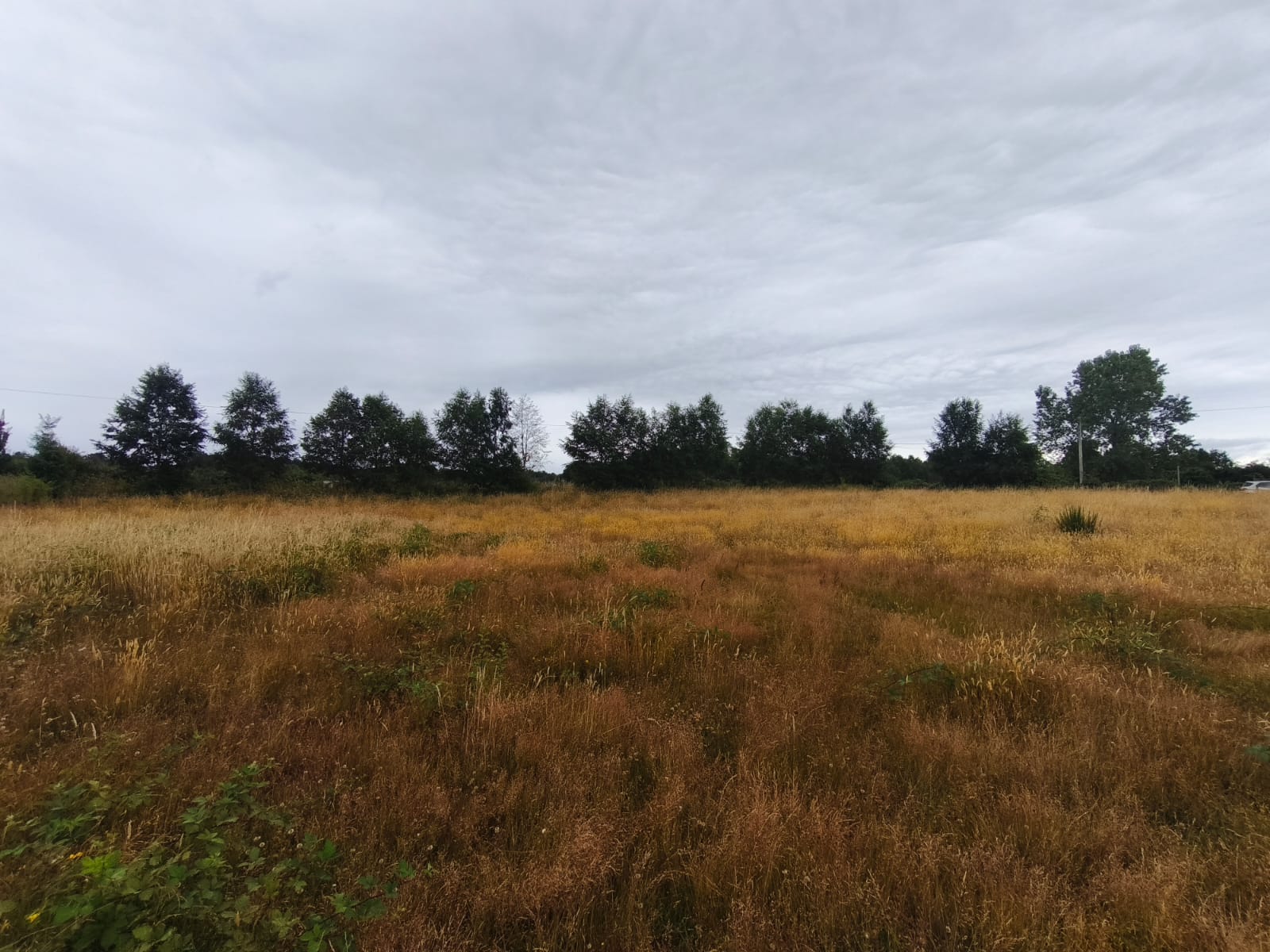 Parcela en venta en Valdivia — foto 1