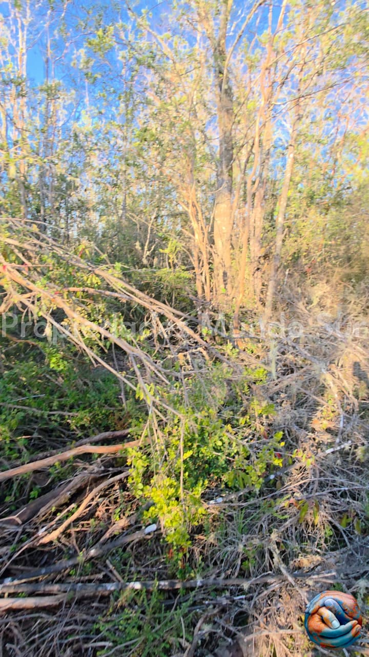 Parcela en venta en Valdivia — foto 5