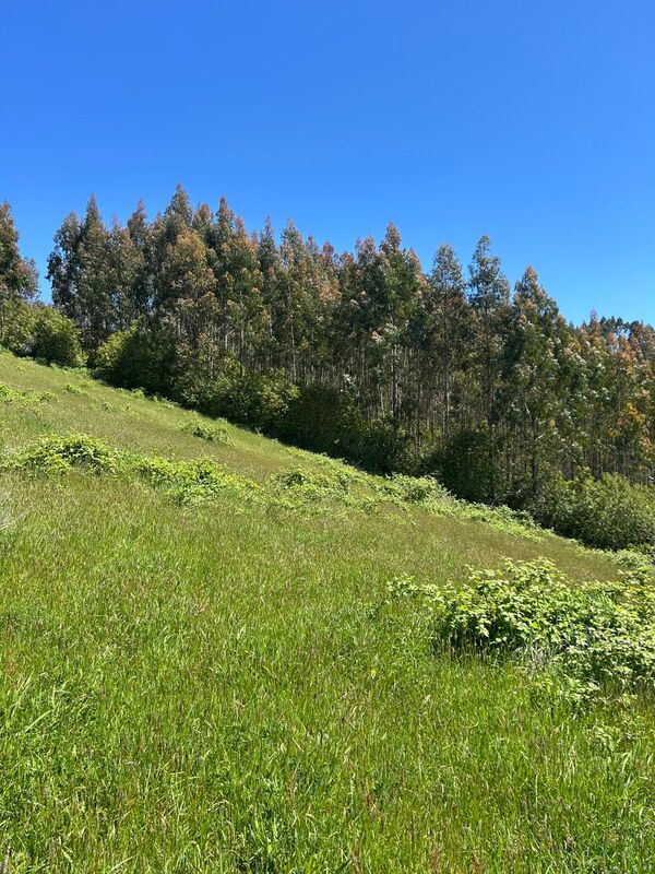 Parcela en venta en Paillaco — foto 1