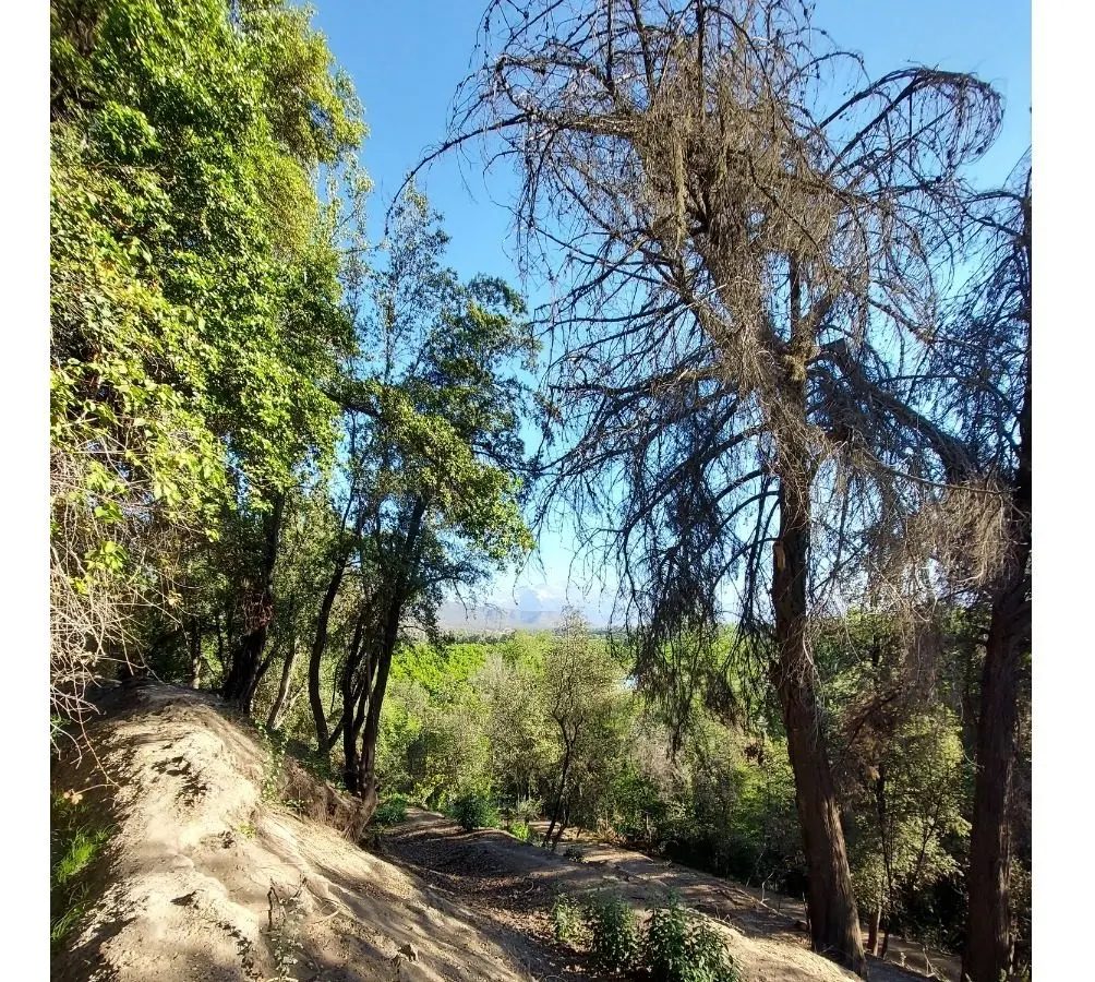 Parcela en venta en Pirque — foto 5