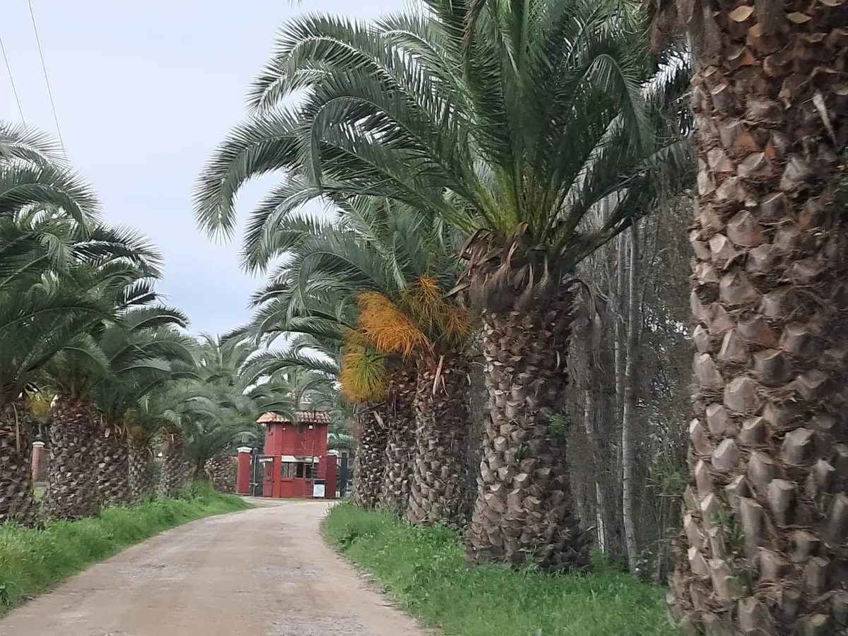 Parcela en venta en Isla de Maipo — foto 4