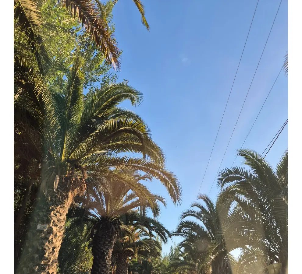 Parcela en venta en Isla de Maipo — foto 8