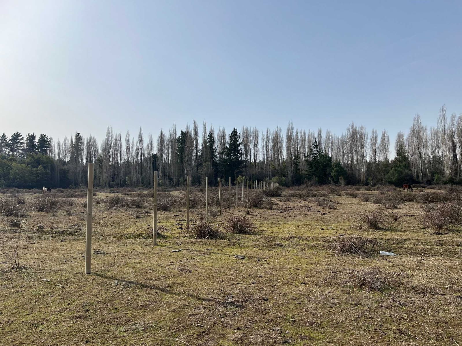Parcela en venta en Cabrero — foto 2