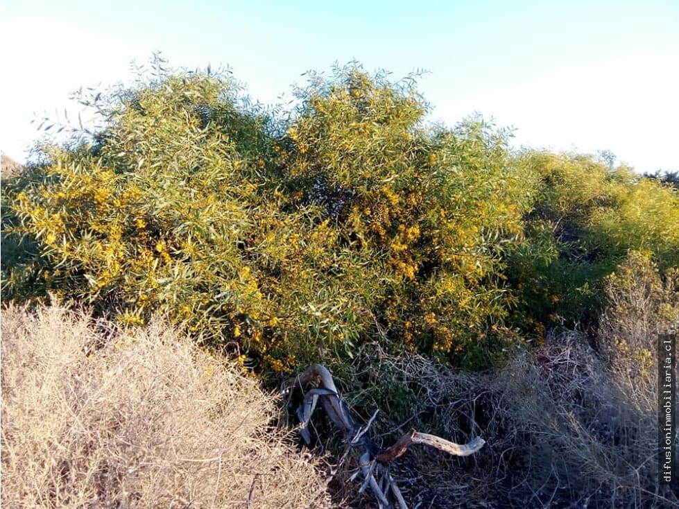 Terreno en venta en Los Vilos — foto 8