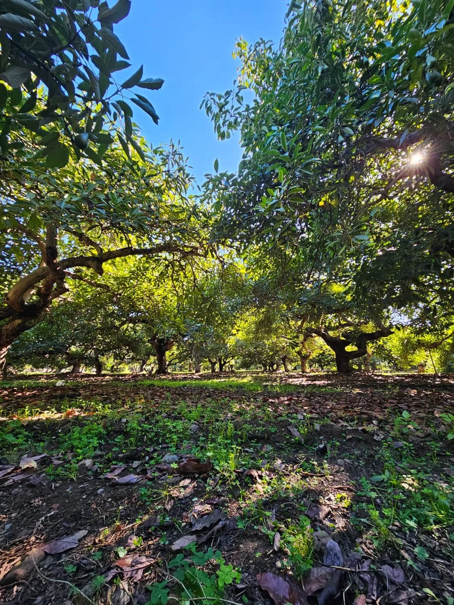 Parcela en venta en Quillota — foto 3