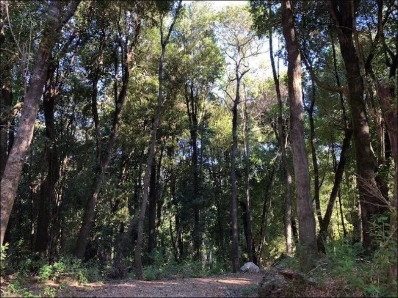 Parcela en venta en Villarrica — foto 2