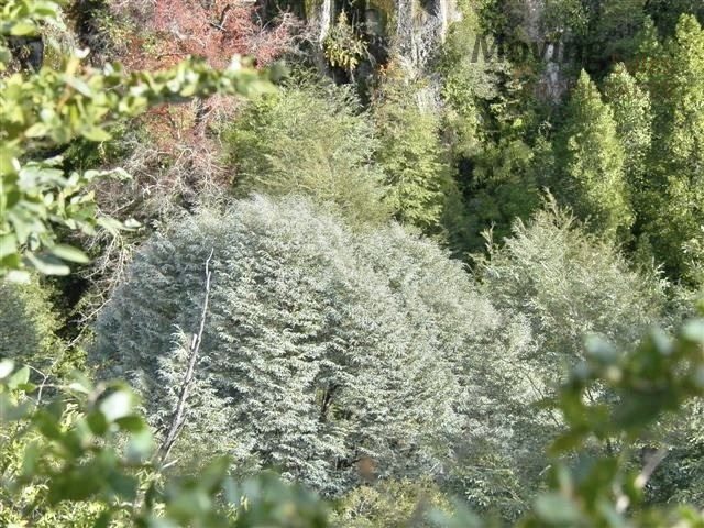 Terreno en venta en Curicó — foto 10