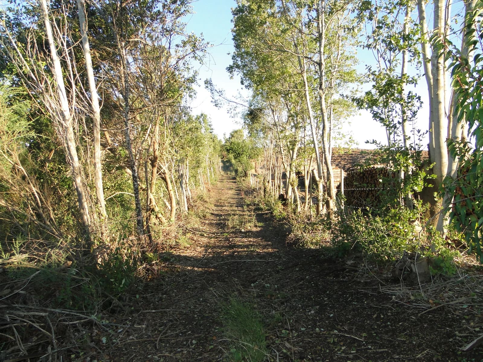 Parcela en venta en Quirihue — foto 3