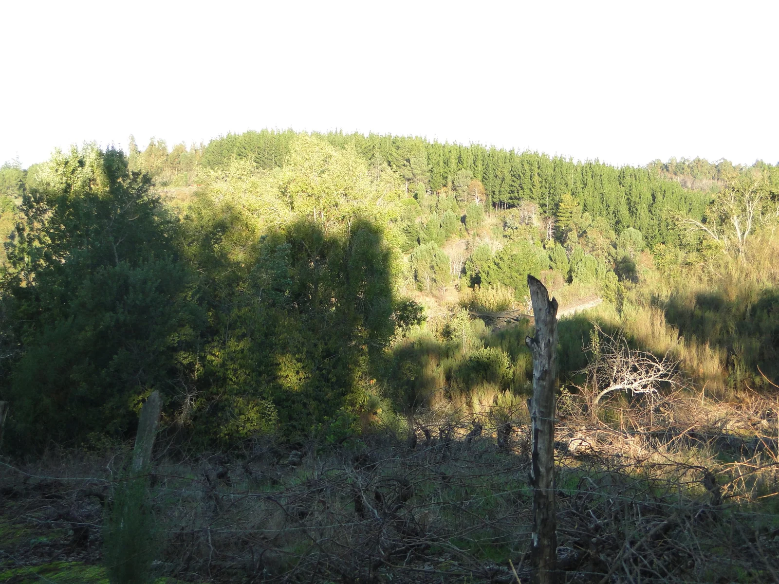 Parcela en venta en Quirihue — foto 4