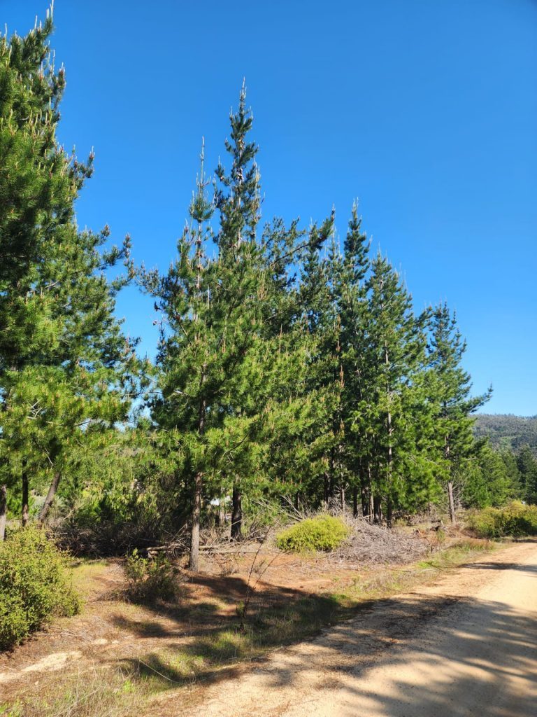 Terreno en venta en Paredones — foto 3