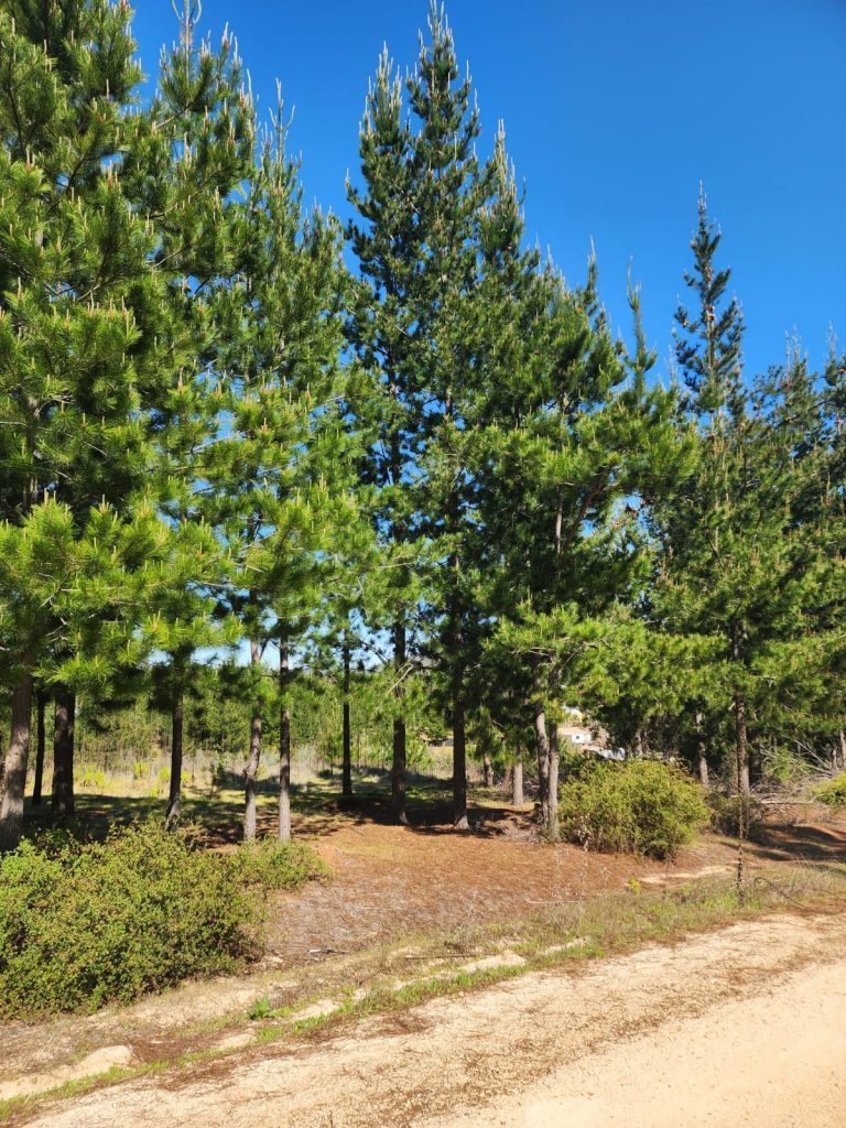 Terreno en venta en Paredones — foto 4