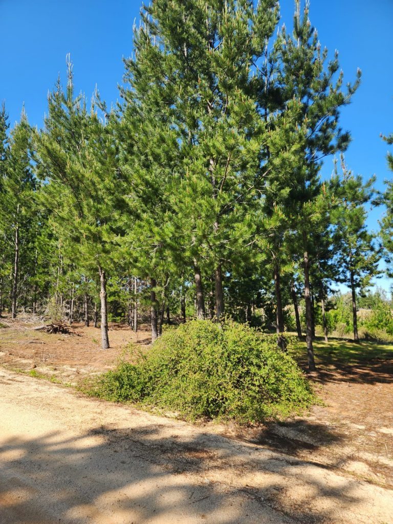 Terreno en venta en Paredones — foto 6