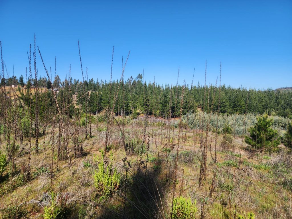 Terreno en venta en Paredones — foto 8