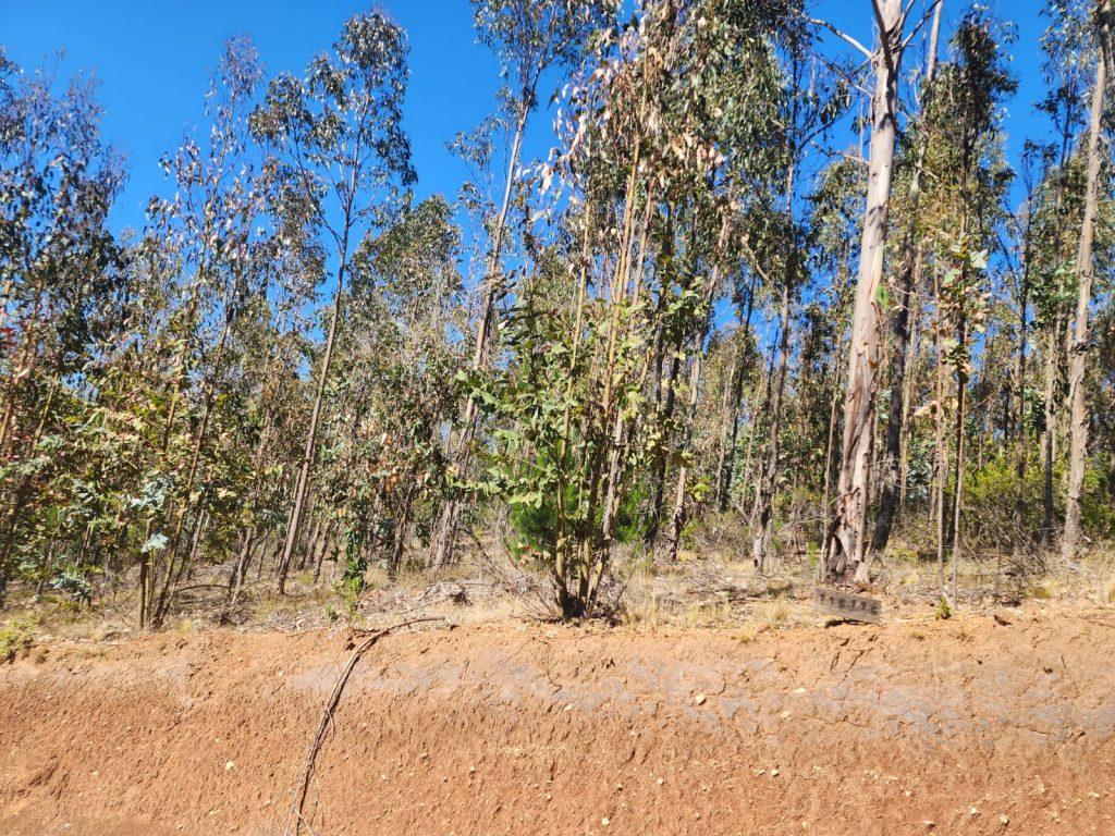 Terreno en venta en Pichilemu — foto 4