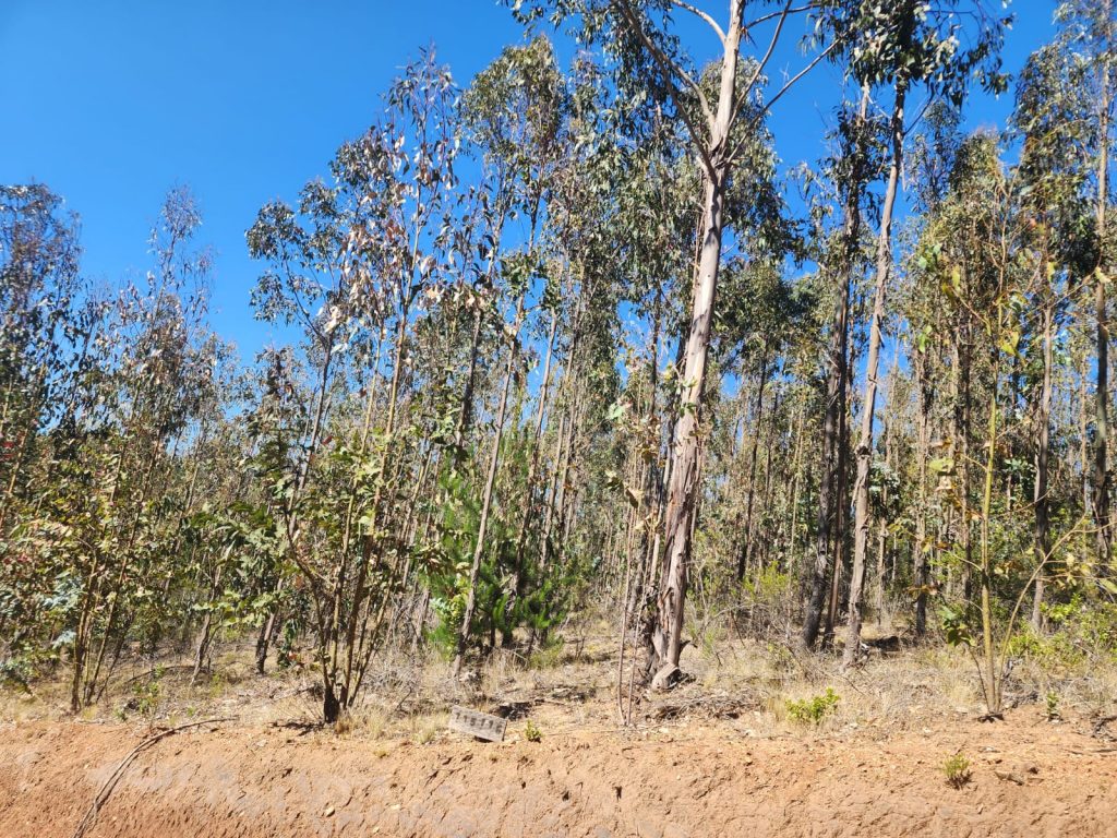 Terreno en venta en Pichilemu — foto 5