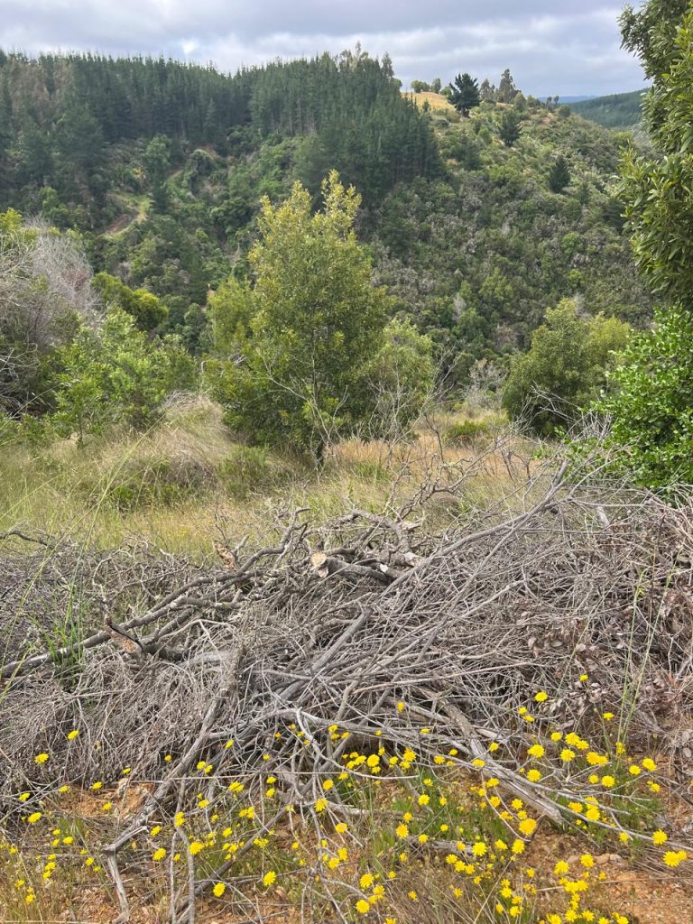 Terreno en venta en Pichilemu — foto 8