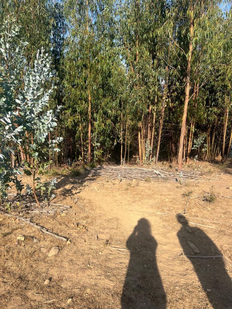 Terreno en venta en Pichilemu — foto 4