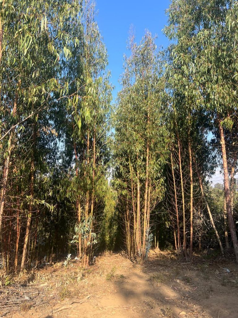 Terreno en venta en Pichilemu — foto 5