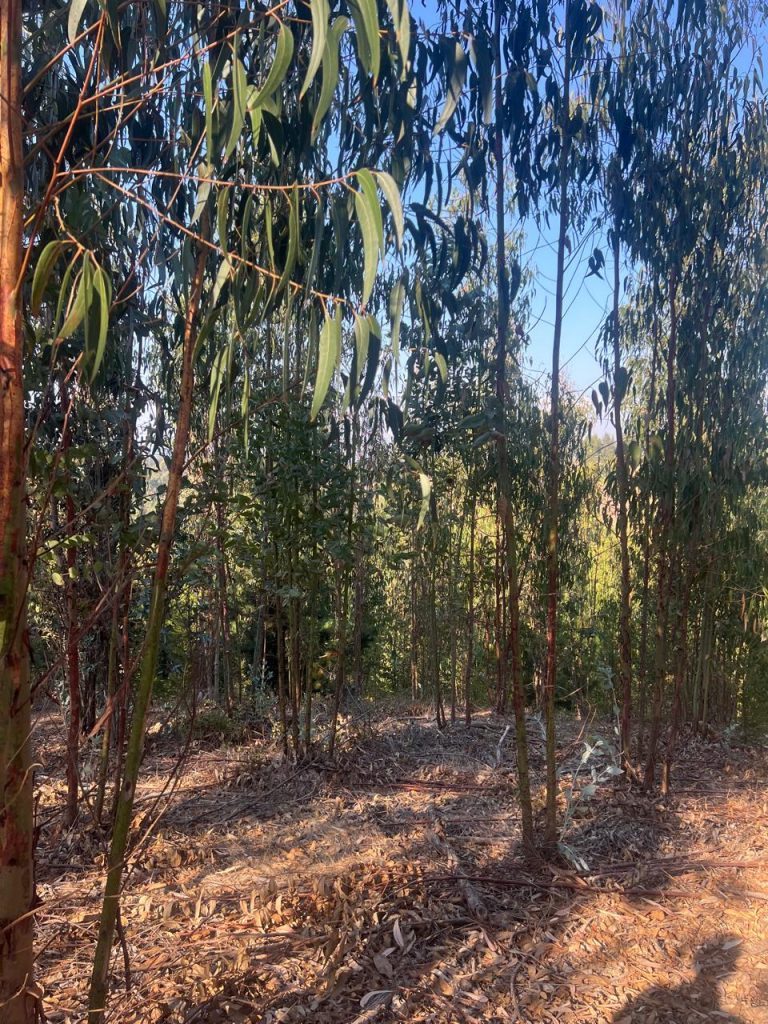 Terreno en venta en Pichilemu — foto 6